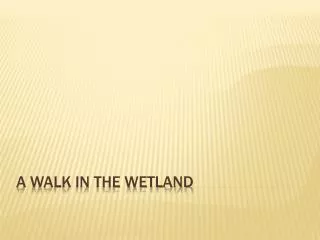 A Walk in the Wetland