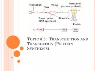 Topic 3.5: Transcription and Translation (Protein Synthesis)