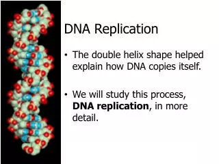 dna replication