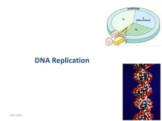 DNA Replication