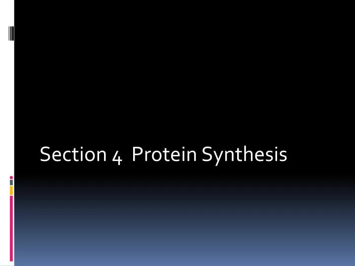 section 4 protein synthesis