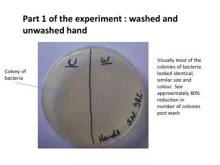 Part 1 of the experiment : washed and unwashed hand
