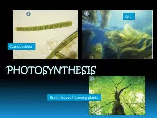 PhotosynthesiS