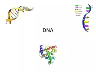 DNA