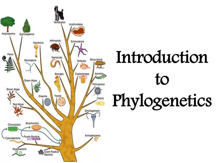 introduction to phylogenetics