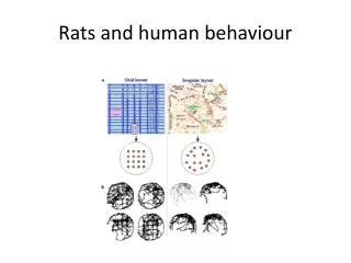 Rats and human behaviour