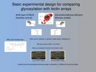 Basic experimental design for comparing glycosylation with lectin arrays
