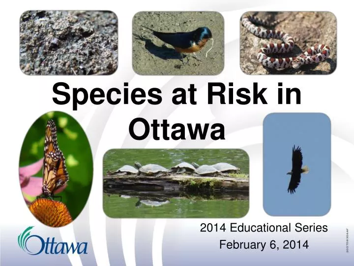 species at risk in ottawa