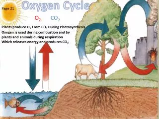 Oxygen Cycle