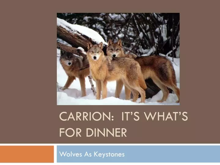 carrion it s what s for dinner