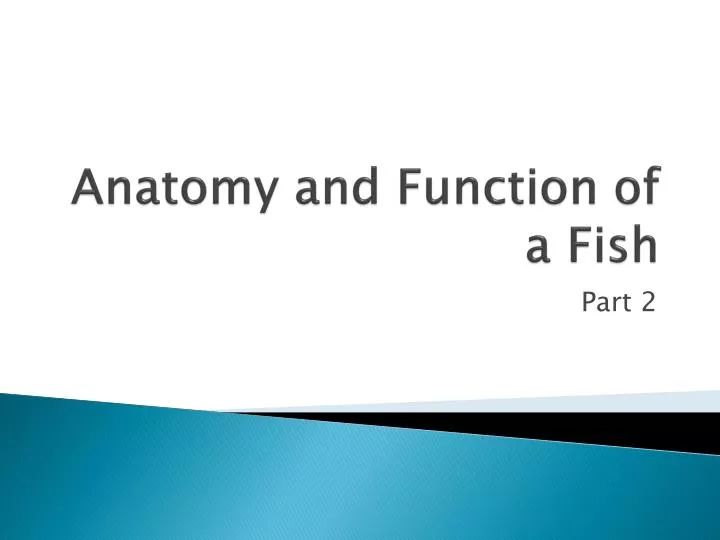 anatomy and function of a fish