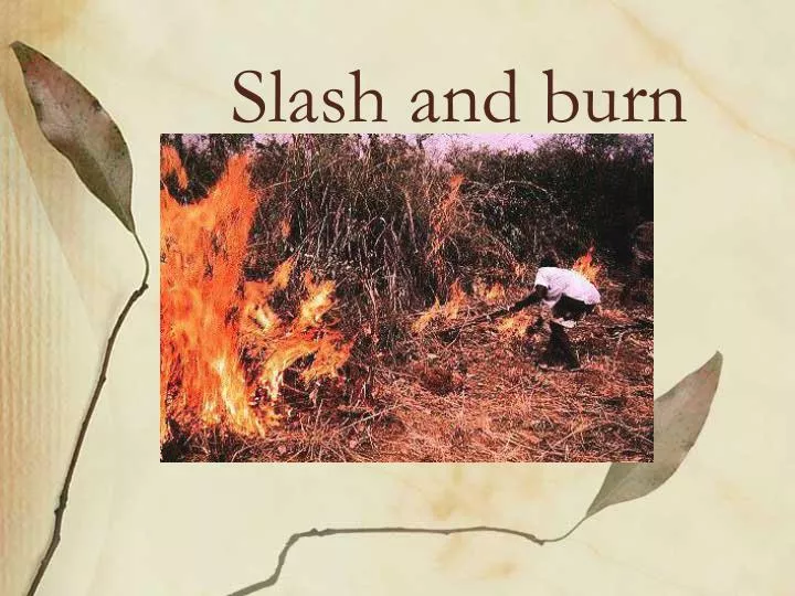 slash and burn