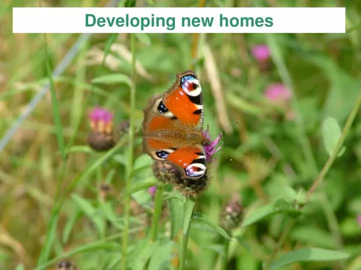 developing new homes
