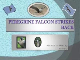 Peregrine Falcon strikes 				back