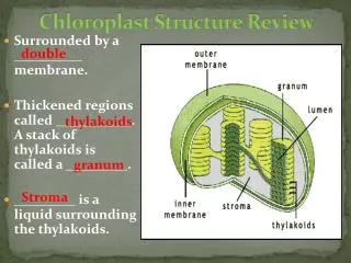 Chloroplast Structure Review