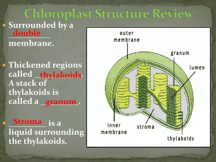 chloroplast structure review
