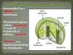 Chloroplast Structure Review - slide 1
