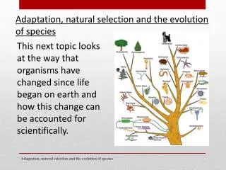 Adaptation, natural selection and the evolution of species