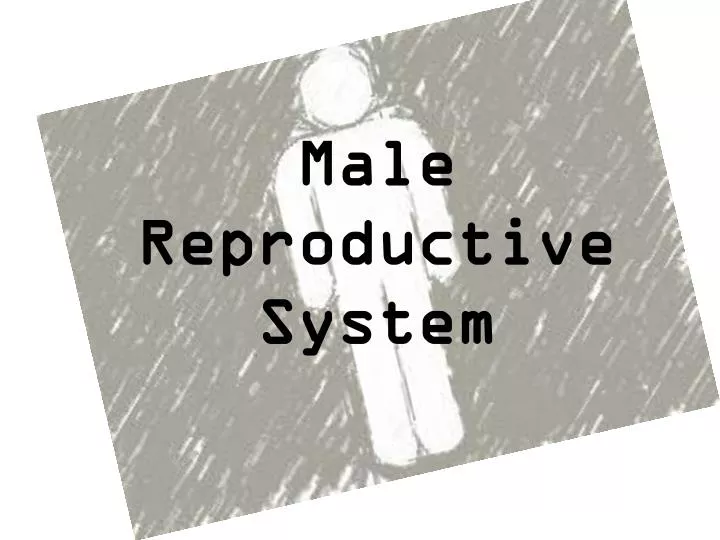 male reproductive system