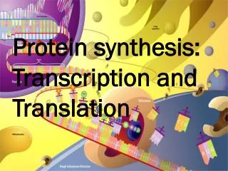 Protein synthesis: Transcription and Translation