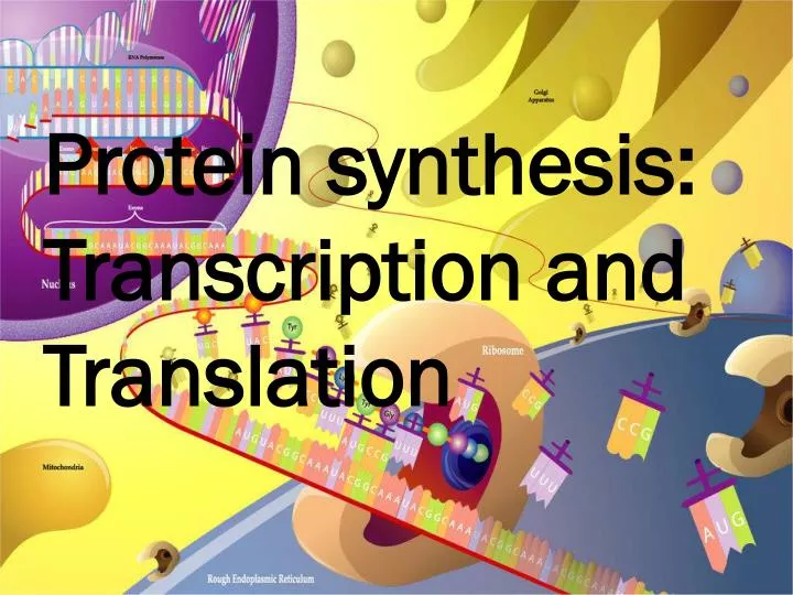 protein synthesis transcription and translation