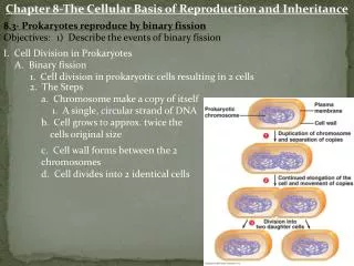 Chapter 8-The Cellular Basis of Reproduction and Inheritance