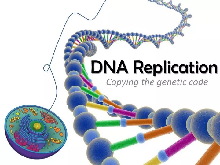 dna replication