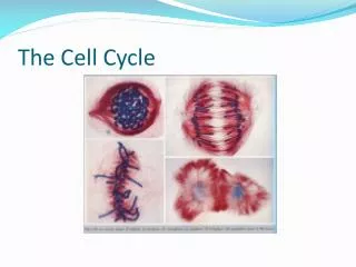 The Cell Cycle