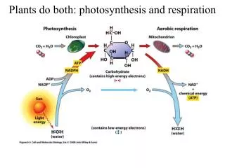 Plants do both: photosynthesis and respiration