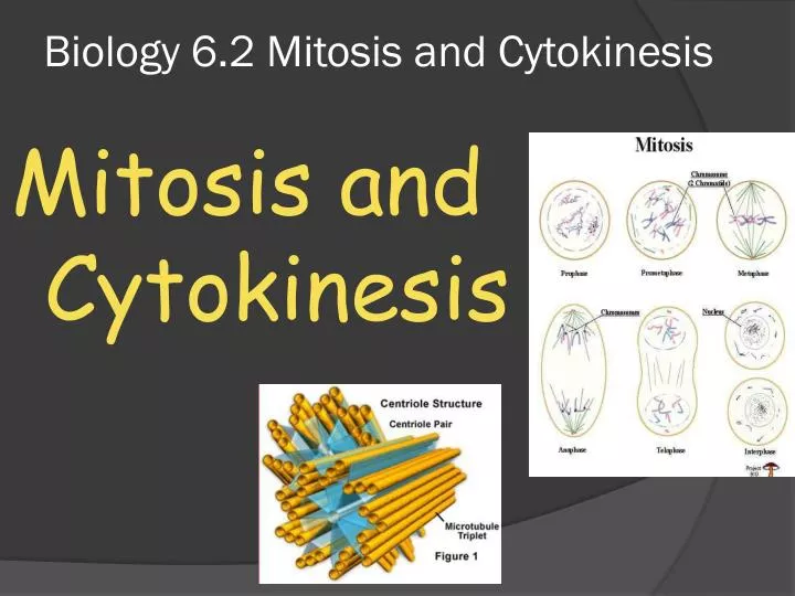 biology 6 2 mitosis and cytokinesis