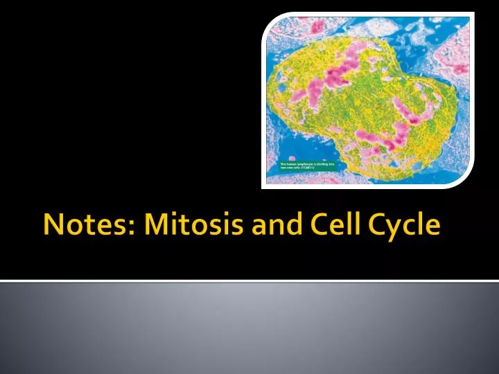 notes mitosis and cell cycle