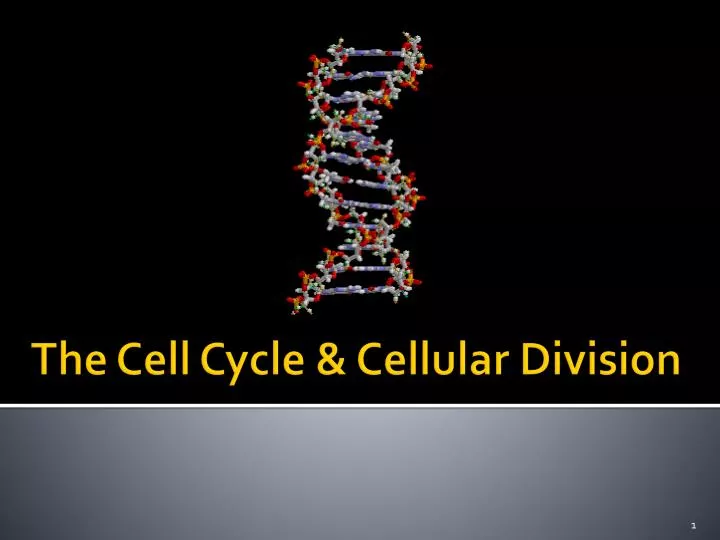 the cell cycle cellular division