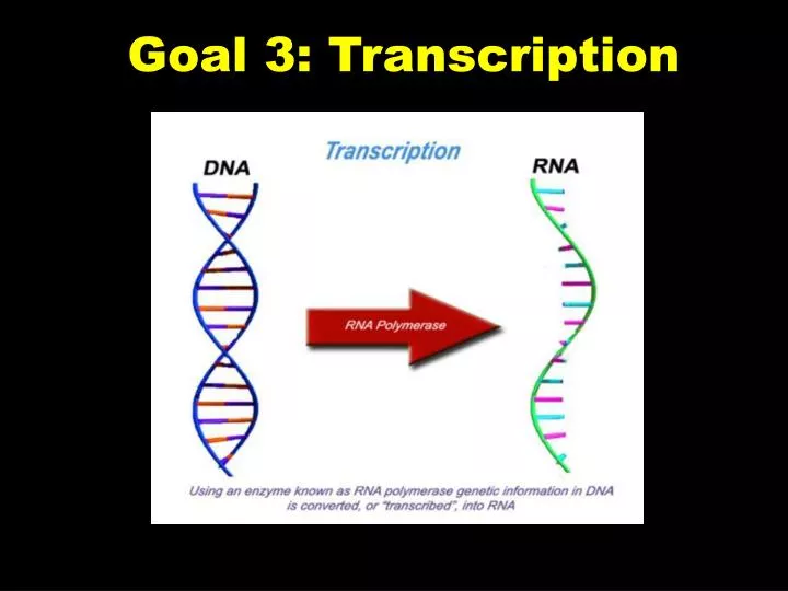 goal 3 transcription