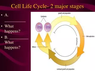 Cell Life Cycle- 2 major stages