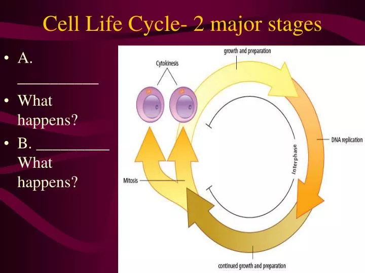 cell life cycle 2 major stages