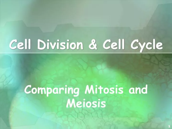 cell division cell cycle