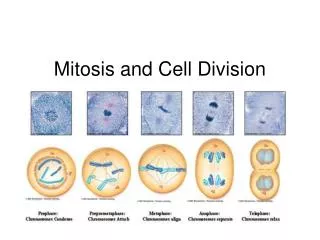 mitosis and cell division