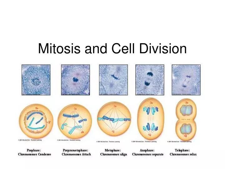 mitosis and cell division