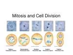 Mitosis and Cell Division - slide 1