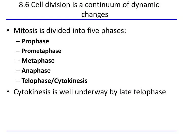 8 6 cell division is a continuum of dynamic changes