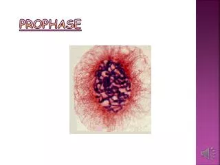 prophase