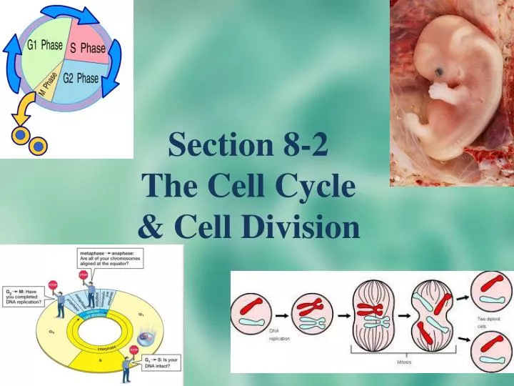 section 8 2 the cell cycle cell division