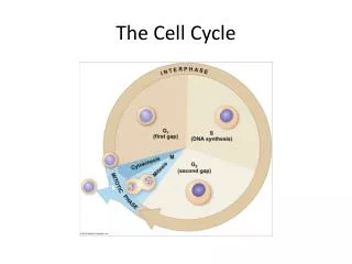 The Cell Cycle