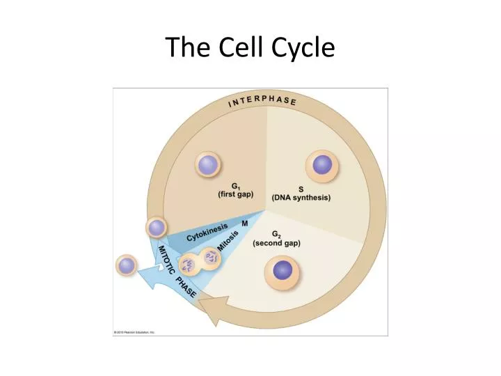 the cell cycle