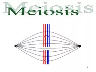 Meiosis