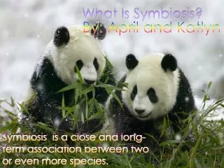 What Is Symbiosis?
