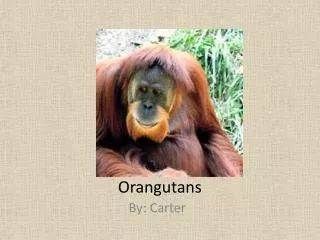 Orangutans