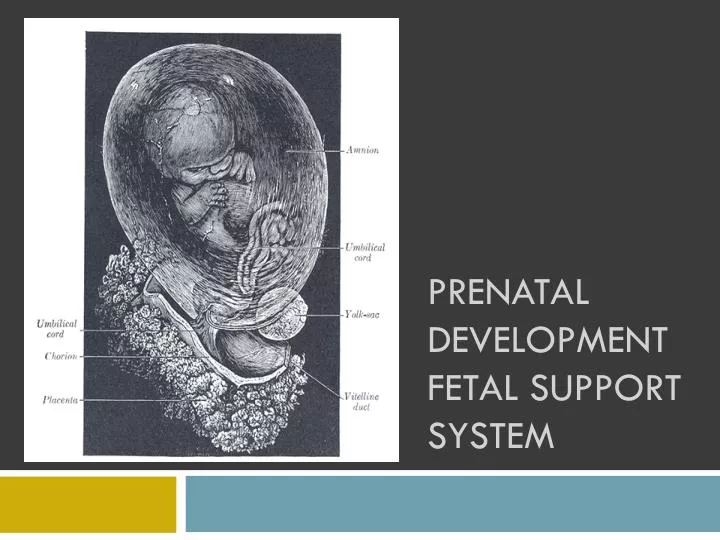 prenatal development fetal support system