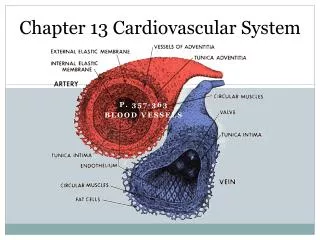 Chapter 13 Cardiovascular System