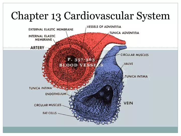 chapter 13 cardiovascular system